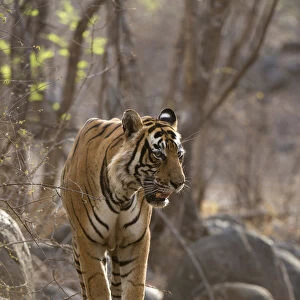 Bengal Tiger -Panthera tigris tigris- walking in the dry forest of Ranthambore Tiger Reserve, India