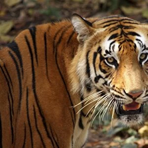 Bengal tiger, or Royal Bengal tiger (Panthera tigris tigris, previously Panthera tigris bengalensis), Kerala, India, Asia