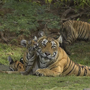 Bengal Tigers -Panthera tigris tigris-, female with cubs at a waterhole, Ranthambore Tiger Reserve, India