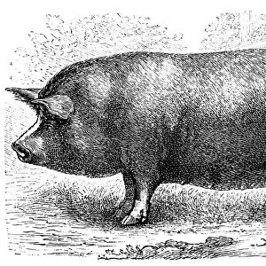 Berkshire pig