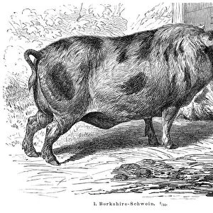 Berkshire Pigs engraving 1895