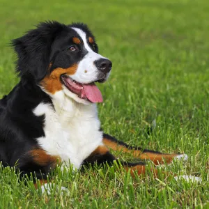 Bernese Mountain dog -Canis lupus familiaris- puppy, bitch