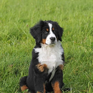 Bernese Mountain Dog -Canis lupus familiaris-, puppy
