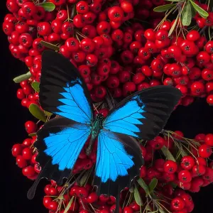 Pyracantha Berries and Butterfly Print