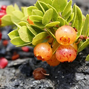 Berries on a lush ohelo shrub -Vaccinium reticulatum-, Hawaii Volcanoes National Park, Big Island, Hawaii, USA