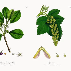 Berry-bearing Alder, Rhamnus Frangula, Victorian Botanical Illustration, 1863