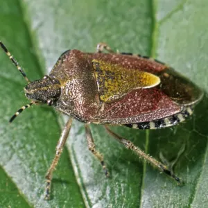 Berry Shield Bug (Dolycoris baccarum) Berry Shield Bug (Dolycoris baccarum)