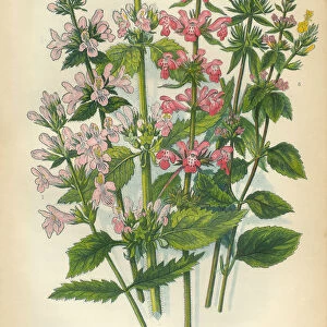 Betony, Stachys, Woundwort, Victorian Botanical Illustration