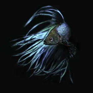 Betta bleu Betta bleu