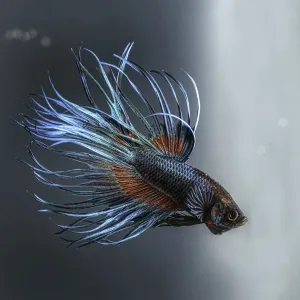 Betta bleu 2. Betta bleu 2.