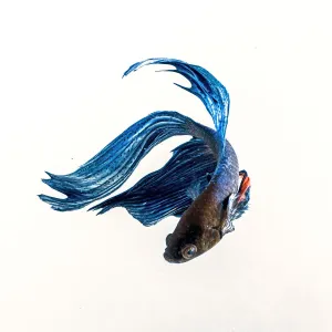 Betta blue Betta blue