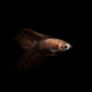 Betta rojo Betta rojo