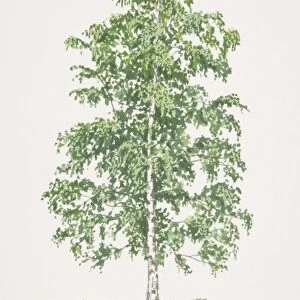 Betula pendula, Silver Birch tree
