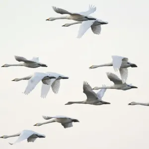 Bewicks swans (Cygnus bewickii), flock in flight, Emsland, Lower Saxony, Germany Bewicks swans (Cygnus bewickii), flock in flight, Emsland, Lower Saxony, Germany