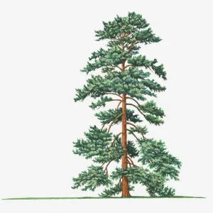 bhutan pine, botany, cut out, day, evergreen, flora, green, himalayan pine, leaf bhutan pine, botany, cut out, day, evergreen, flora, green, himalayan pine, leaf