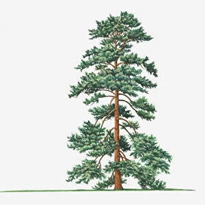 bhutan pine, botany, cut out, day, evergreen, flora, green, himalayan pine, leaf