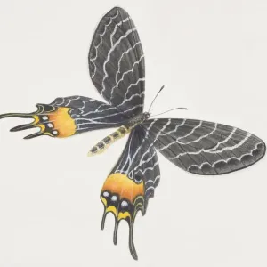 Bhutanitis lidderdalei, Bhutan Glory, black butterfly patterned yellow patches Bhutanitis lidderdalei, Bhutan Glory, black butterfly patterned yellow patches