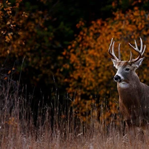 Big Buck in fall - White tailed deer