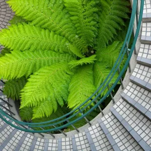 Big Green Fern Curved Stairwell Print