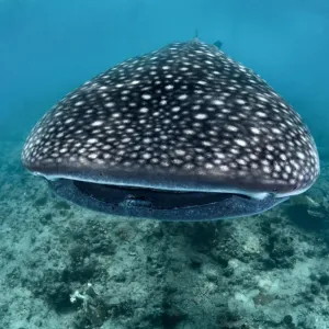 Big Mouth Whale Shark Print, South Ari Atoll