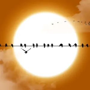 Big sun birds silhouette Big sun birds silhouette
