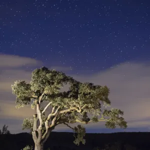 Big tree in the mountain a night of stars