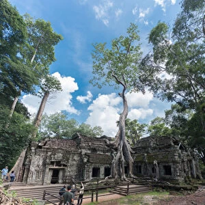 Big tree at ta prom temple in seam reaps, cambodia