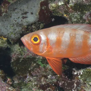 Bigeye Soldierfish