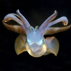 Bigfin reef squid -Sepioteuthis lessoniana-, Red Sea, Egypt, Africa Bigfin reef squid -Sepioteuthis lessoniana-, Red Sea, Egypt, Africa