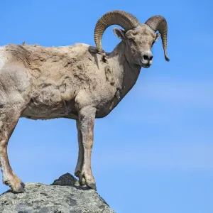 Bighorn Ram on Boulder Bighorn Ram on Boulder