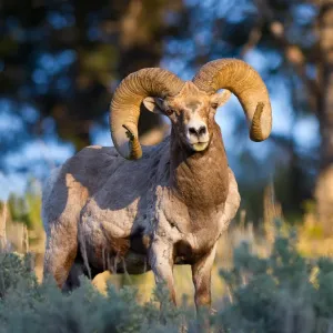 Bighorn Sheep Print - Close-up of Bighorn sheep in Yellowstone