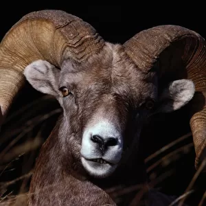 Bighorn sheep (Ovis canadensis), close-up, Yellowstone NP, Wyoming