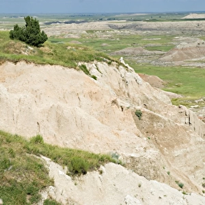 Bighorn Sheep (Ovis Canadensis)On A Hill In Badlands National Park