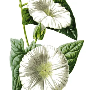 Bindweed