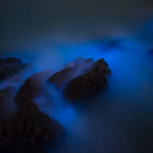 Bioluminescent algae Noctiluca Scintillans Bioluminescent algae Noctiluca Scintillans