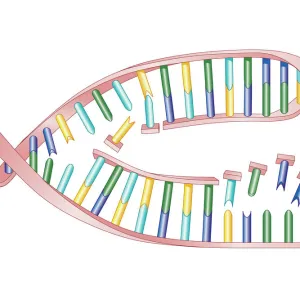 Biomedical illustration of DNA Replication as bases attach to strand with two newly formed strands twist eventually producing two new identical double DNA strands