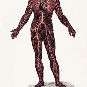 Biomedical Illustration: Human Circulatory System