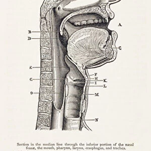 Biomedical Illustration: Mouth / Throat Anatomy