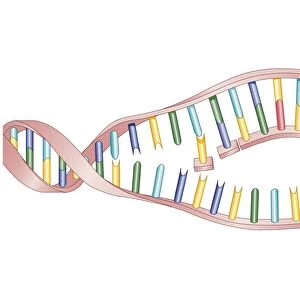 Biomedical illustration of protein synthesis within DNA