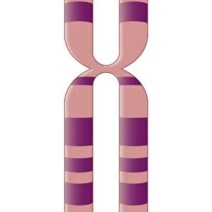 Biomedical illustration of X Chromosome