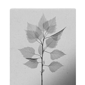 Birch leaves (Betula sp. ), X-ray