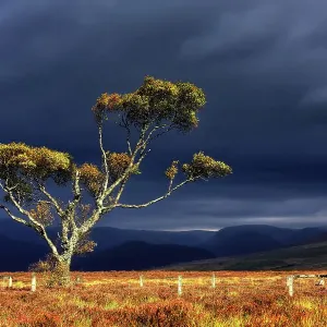 Birch Tree on a scottish moor Birch Tree on a scottish moor