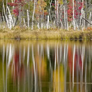Birch trees and autumn colors reflected on Red Jack Lake, Hiawatha National Forest, Upper Peninsula of Michigan, USA Birch trees and autumn colors reflected on Red Jack Lake, Hiawatha National Forest, Upper Peninsula of Michigan, USA