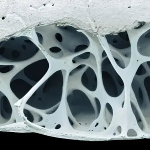 SEM Print of Starling Bone Tissue