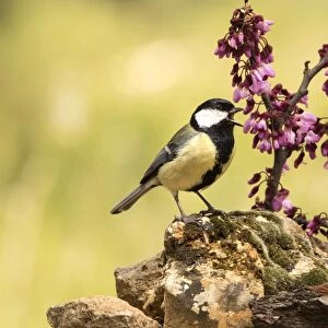 Bird of carbonero com'n, (Parus major), Species (Paridae). put on a branch with flowers in spring