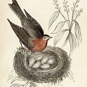 bird engraving 1851