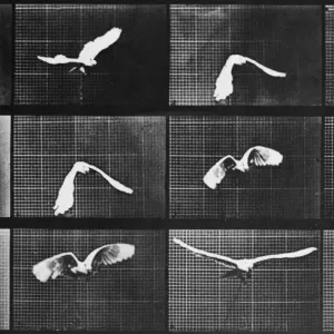 Eadweard Muybridge's Bird in Flight Print, circa 1887 Eadweard Muybridge's Bird in Flight Print, circa 1887