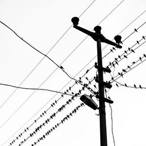 Bird flock standing on power lines