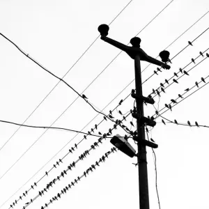 Un grupo de aves paradas en líneas eléctricas. Un grupo de aves paradas en líneas eléctricas.