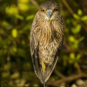 Bird at Galapagos